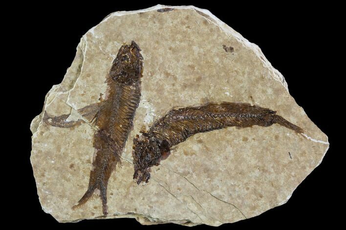 Two Small Fossil Fish (Knightia) - Wyoming #106953